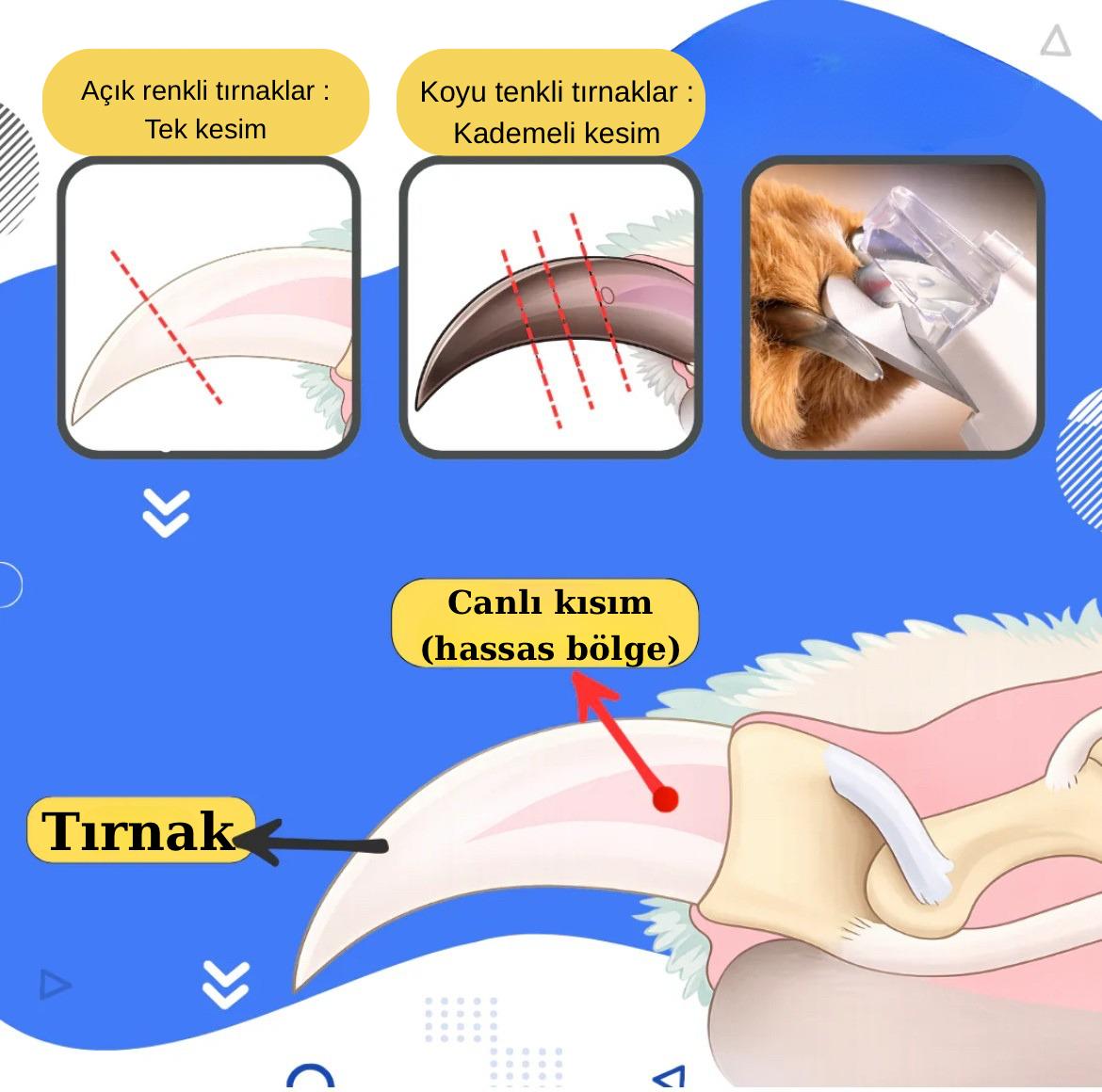 Profesyonel 2’si 1 Arada LED Pet Tırnak Kesici ve Törpü